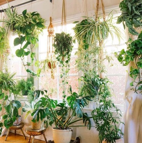 5 Easy-Care Indoor Plants for Greening Up Your Space